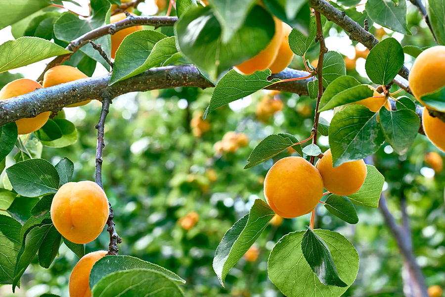 abricots-bergerons-verger