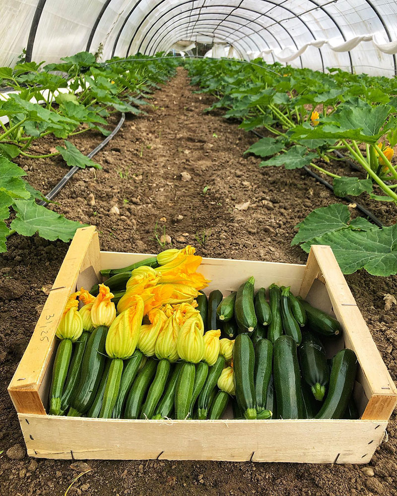 courges des jeunes pousses de cortrat 